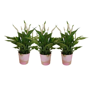 KP-850.1 RZ - Spathiphyllum 9cm in roze waterdichte smartcup