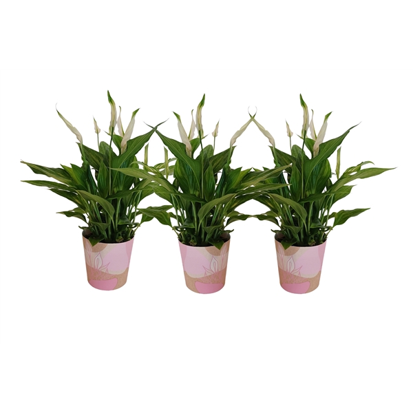 <h4>KP-850.1 RZ - Spathiphyllum 9cm in roze waterdichte smartcup</h4>