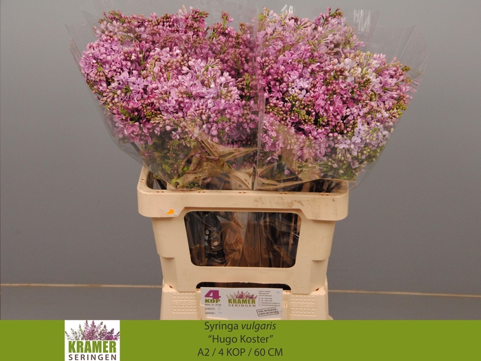 <h4>SYR V HUGO KOSTER</h4>