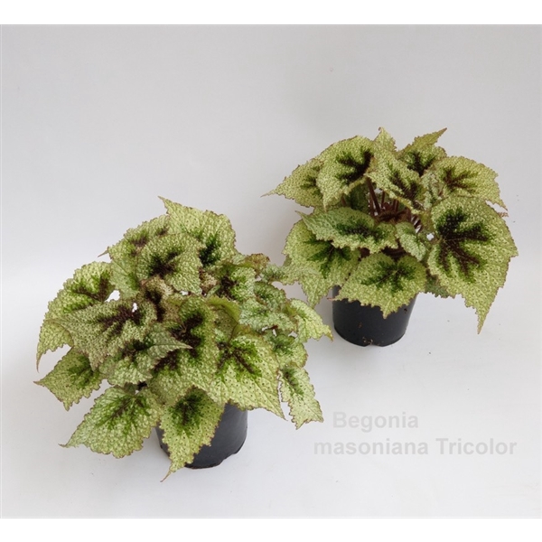 <h4>Begonia masoniana Tricolor 14cm [variegated Iron Cross]</h4>