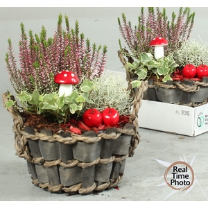 ARR TUINPLANTEN