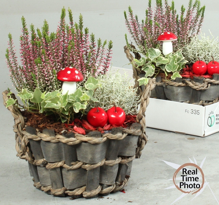 <h4>ARR TUINPLANTEN</h4>