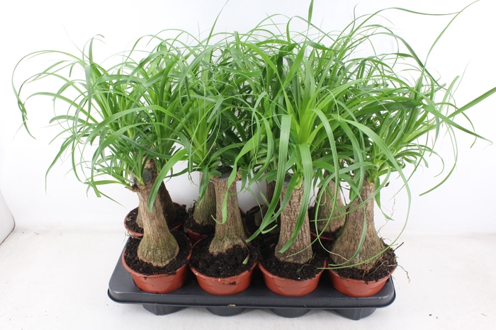 <h4>arr3 CP - Beaucarne 408/8</h4>