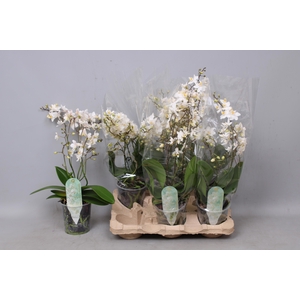 PHAL MF F SOFT CLOUD