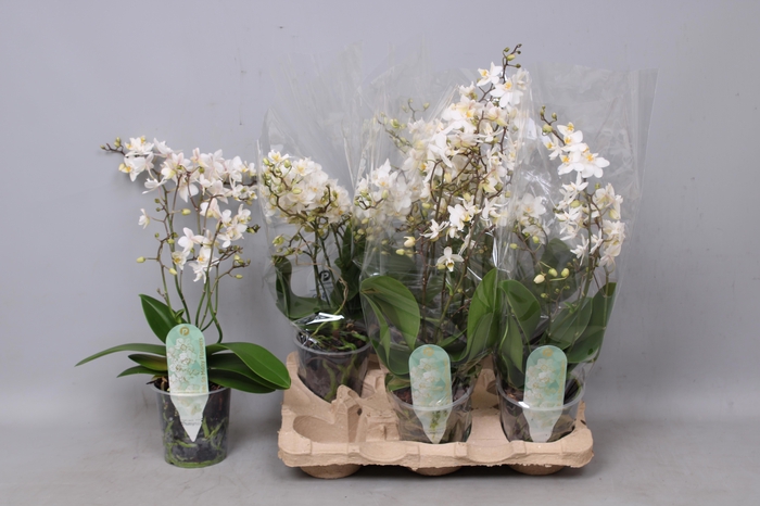 <h4>Phal Mf F Soft Cloud</h4>