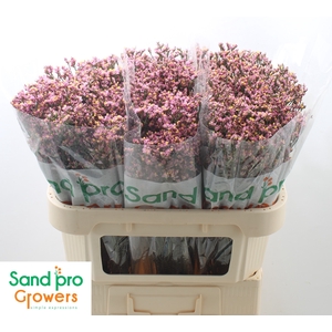 Limonium sinense Blush Diamond