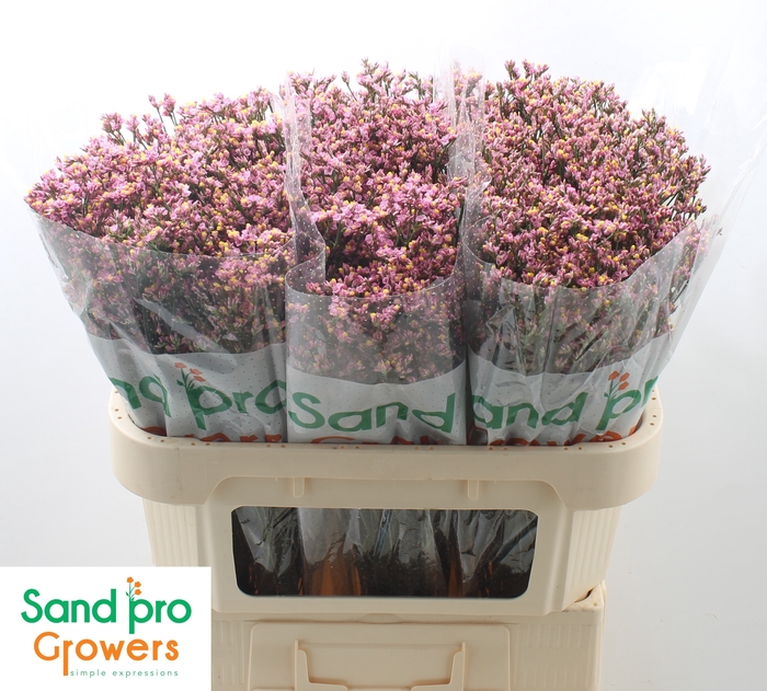 <h4>Limonium sinense Blush Diamond</h4>