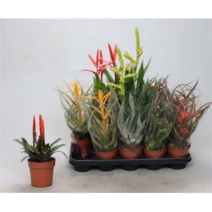 Bromelia Gem