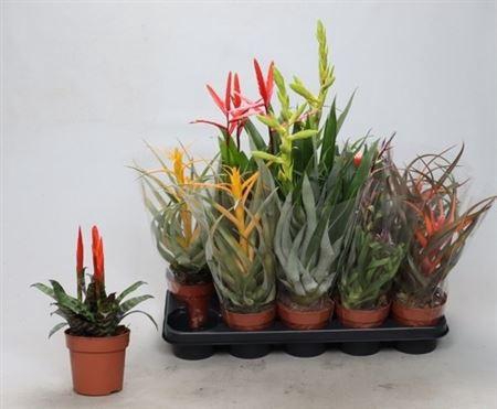 <h4>Bromelia Gem</h4>