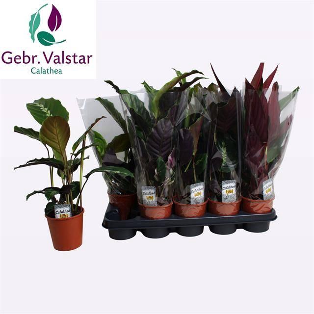 <h4>CALAT GEM 3 SRT</h4>