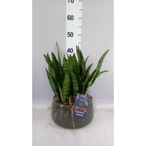 Arr.    Planten  H%