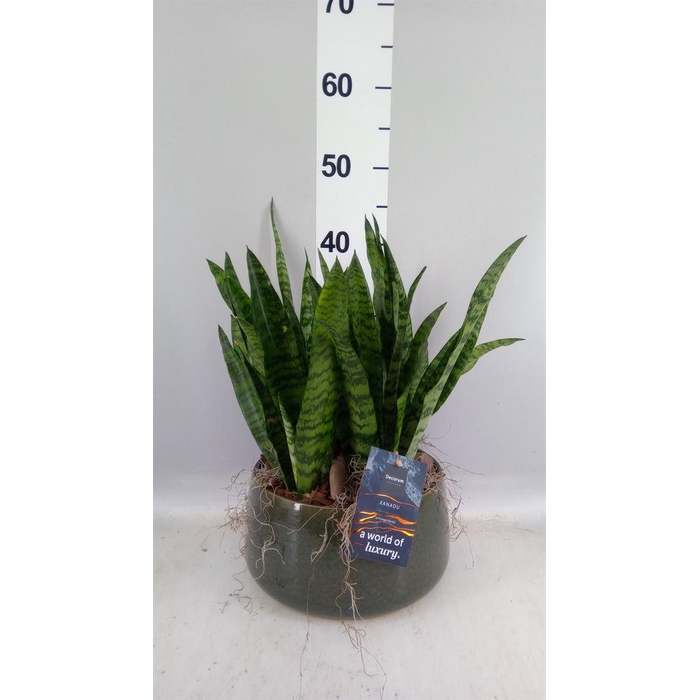 <h4>Arr.    Planten  H%</h4>