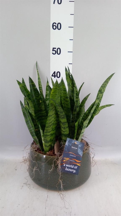 Arr.    Planten  H%