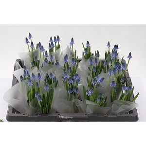 Muscari Carola Aan De Bol