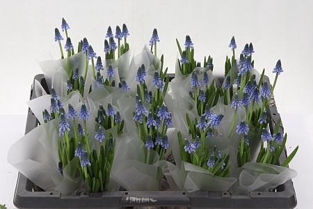 <h4>Muscari Carola Aan De Bol</h4>