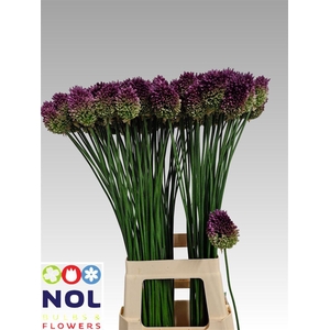 Allium Sphaerocephal