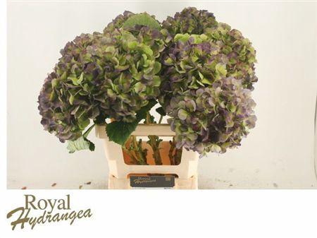 <h4>Hydr M Vere Bl Cl</h4>