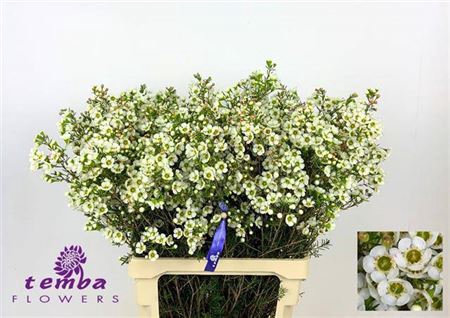 <h4>Chame Un Jenny Jane White 80cm</h4>
