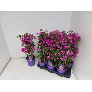 BOUGAINV ALEXANDRA
