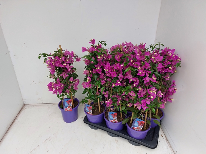 <h4>BOUGAINV ALEXANDRA</h4>