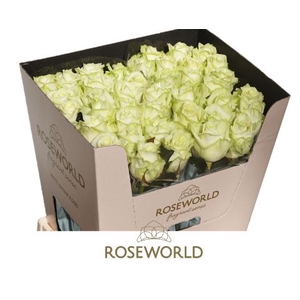 Rozen White Naomi 70cm