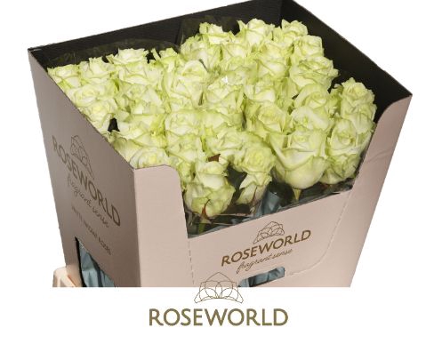<h4>Rozen White Naomi 70cm</h4>