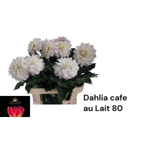 Dahl Cafe Au Lait