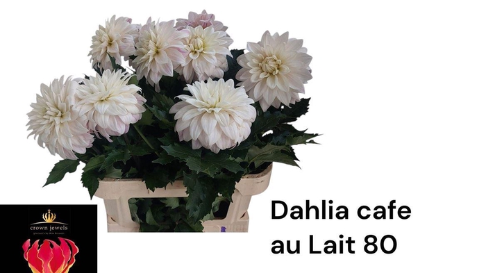 <h4>Dahl Cafe Au Lait</h4>