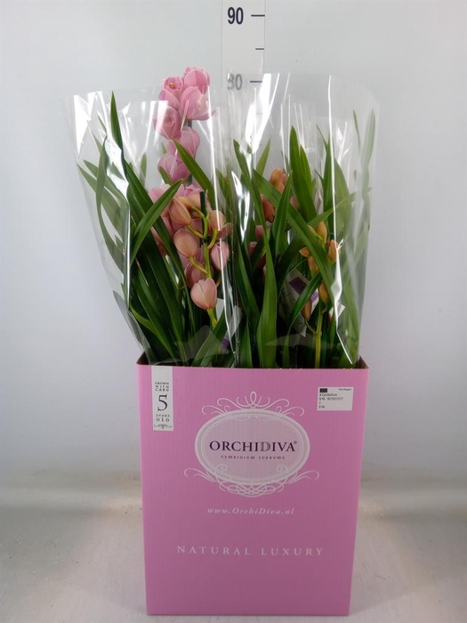 <h4>Cymbidium   ...</h4>
