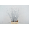 Betula Bs Paint White FST
