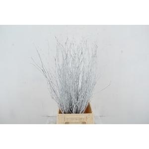 Betula Bs Paint White