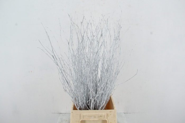 Betula Bs Paint White FST