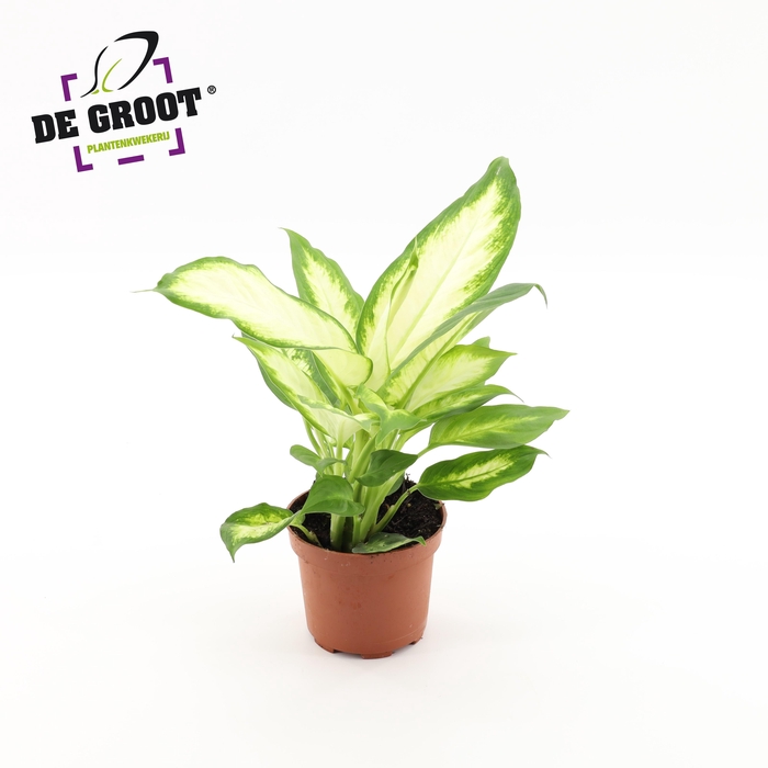 <h4>Dieffenbachia 'Bertina'</h4>