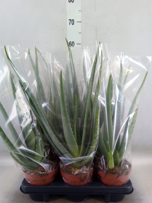 <h4>Aloe vera</h4>