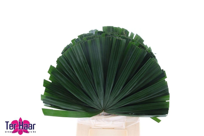 <h4>CHAMAEROPS SP BLAD</h4>