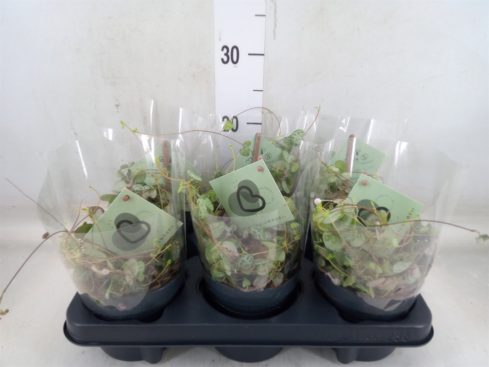<h4>Ceropegia woodii ssp. woodii</h4>