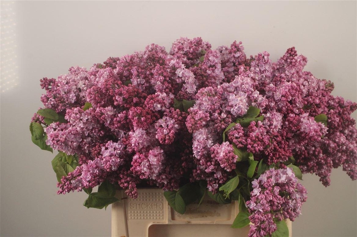 <h4>Syringa Per Bos Pink</h4>