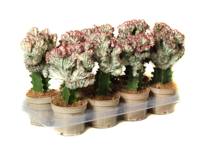 <h4>Euphorbia lactea cristata 8,5 cm</h4>