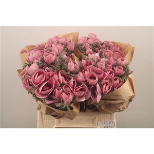 Anemone Powder Lie De Vin