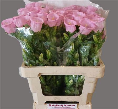 <h4>CAMP M PEARL PINK</h4>