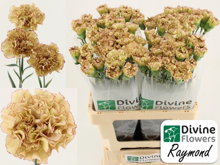<h4>Dianthus ST 'Raymond'</h4>