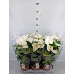 Anthurium andr. 'Alpine'