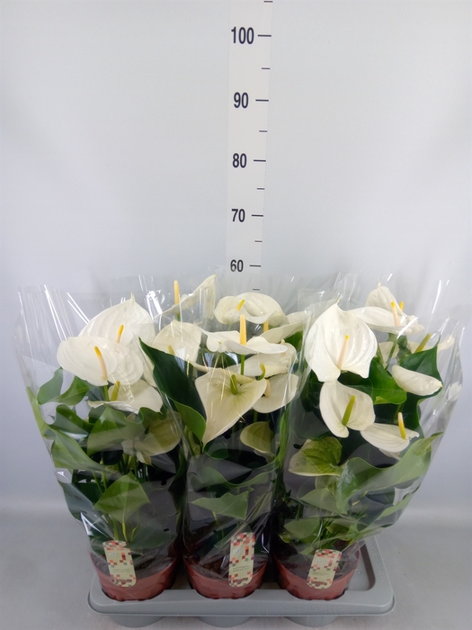 <h4>Anthurium andr. 'Alpine'</h4>