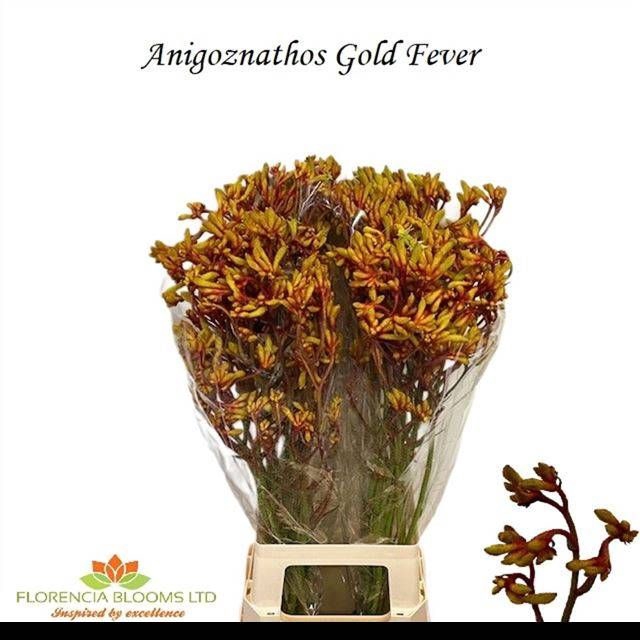 <h4>ANIGOZ GOLD FEVER</h4>