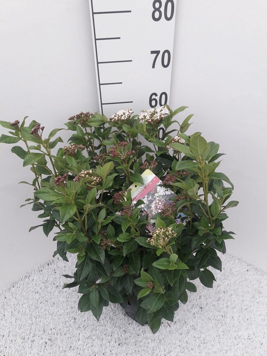 <h4>Viburnum tinus C4</h4>