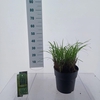 Miscanthus sinensis Strictus