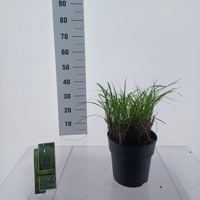 <h4>Miscanthus sinensis Strictus</h4>