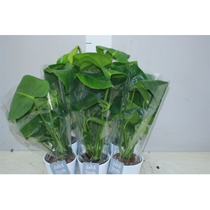 Monstera Deliciosa Wit Keramiek