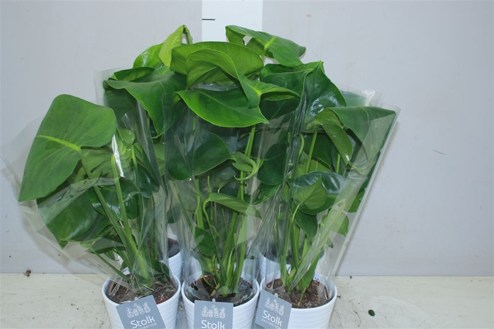 <h4>Monstera Deliciosa Wit Keramiek</h4>