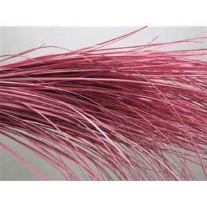 Beregras Rose